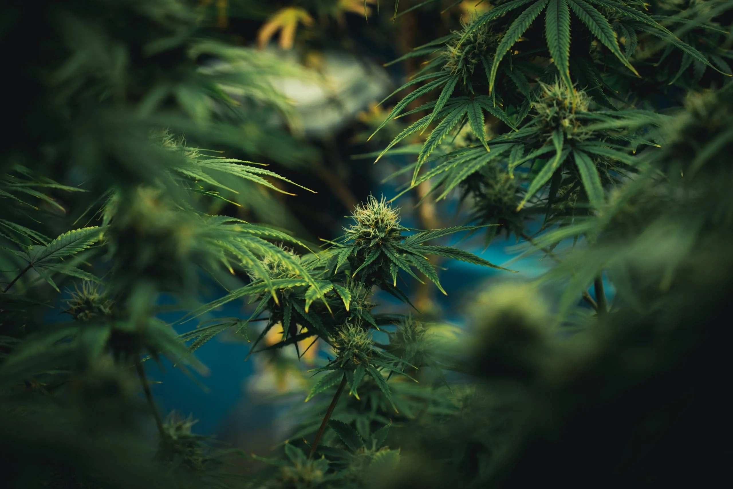 After Years of Growth, What's Next for Florida's Marijuana Market?